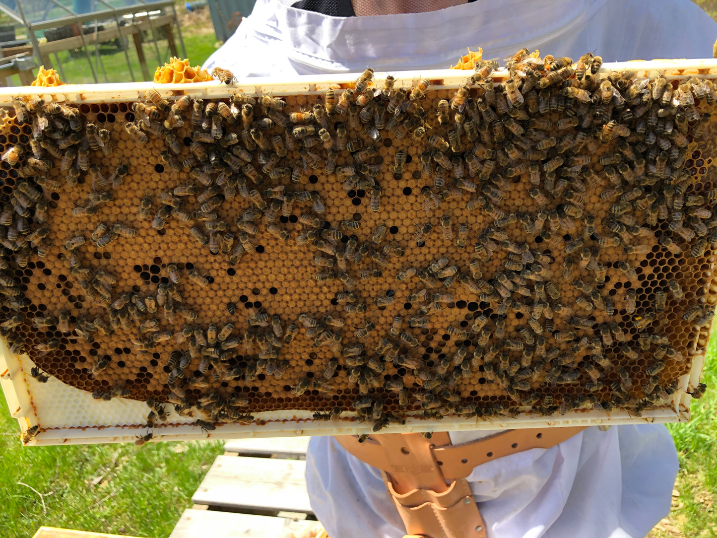 Nucs