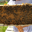 Nucs
