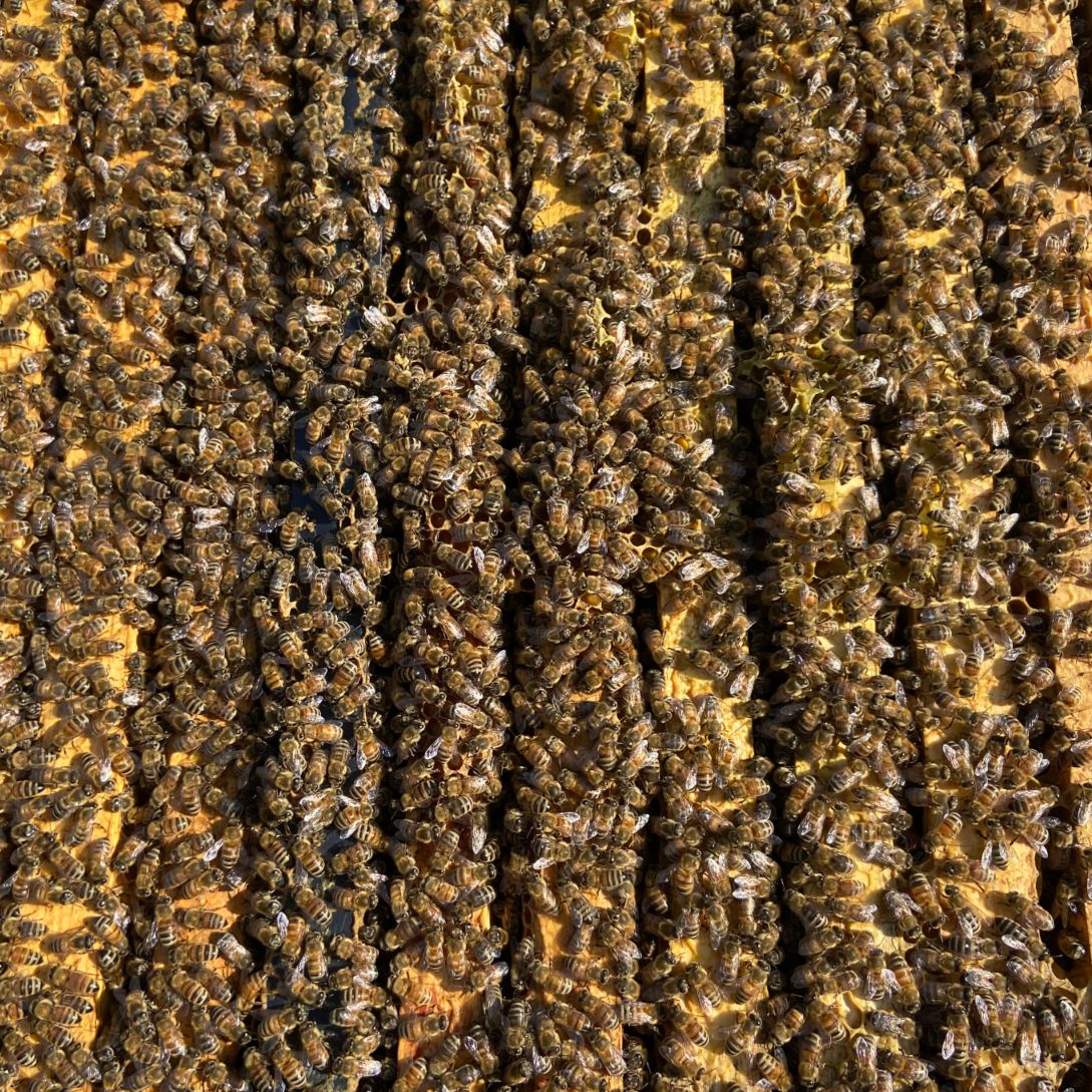 Nucs