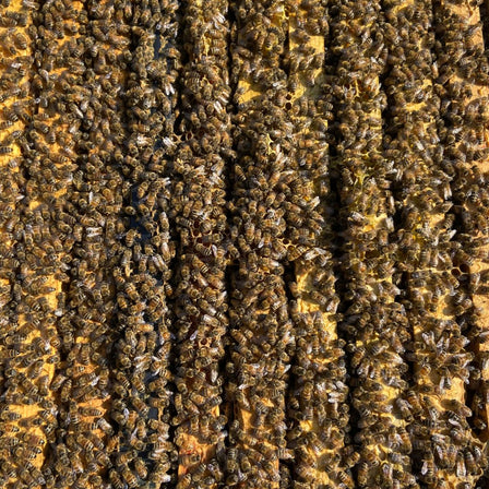 Nucs
